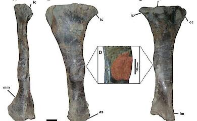 Большеберцовая кость Iguanodon bernissartensis с патологическим утолщением; красным отмечена пораженная область. Изображение: Salas-Herrera et al. / Royal Society Open Science, CC BY 4.0.