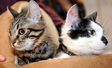 Новый мэр Риги выгнал двух котов из Рижской думы