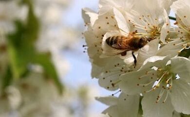 Скільки додаткових вихідних чекає на українців навесні