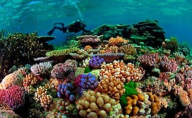 Коралловые рифы исчезнут к 2100 году - ученые