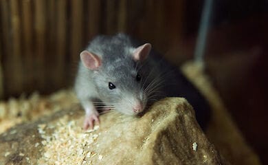 Употребление марихуаны связали с нарушением работы мозга у потомства