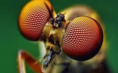 Уже сегодня вымирание всерьез грозит 50 % насекомых