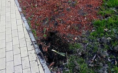 Біля метро Дарниця невідомі викопали цибулини тюльпанів і нарцисів