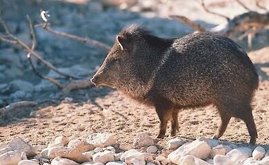 Скоростной пекари из Аризоны стал мемом