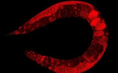 У червей и млекопитающих нашли гены, противящееся здоровому старению