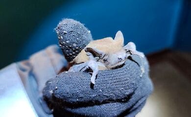 В Киеве защитники животных спасают летучих мышей