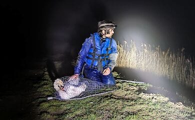 На озере в Житомирской области спасли раненного лебедя