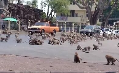 Обычно обезьян подкармливали туристы 