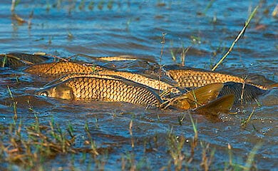 Нерест 2020: когда в Украине запретят ловить рыбу