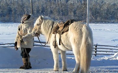 Лошади могут спасти вечную мерзлоту