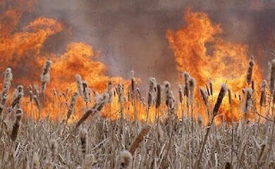 В парке Муромец произошел пожар