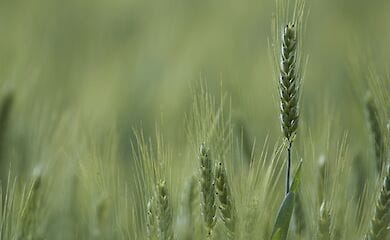 Верховная Рада приняла закон о введении рынка земли с июля 2021 года