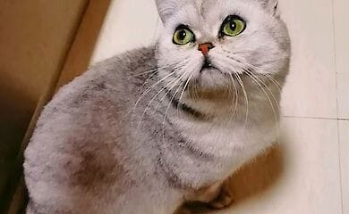 Хозяина кошки положили в больницу с коронавирусом 