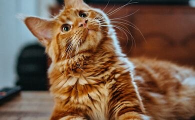 Приблизно 15% тварин є носіями коронавирусної інфекції COVID-19