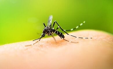 Ученые говорят, что комаров бояться не стоит 