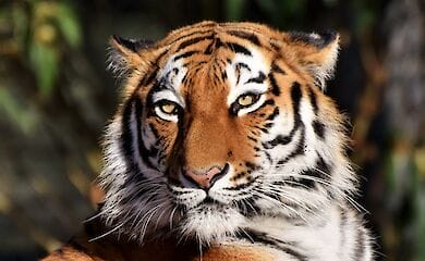 Тигри і леви в зоопарку Нью-Йорка заразилися коронавірусом